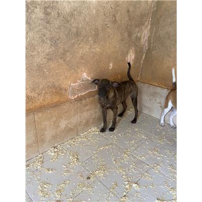 COMUNE DI ALVIGNANO - Cane - Microchip 380260044861429