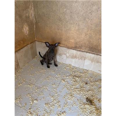 COMUNE DI ALVIGNANO - Cane - Microchip 380260044861733