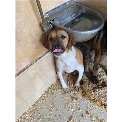 COMUNE DI ALVIGNANO - Cane - Microchip 380260044861911