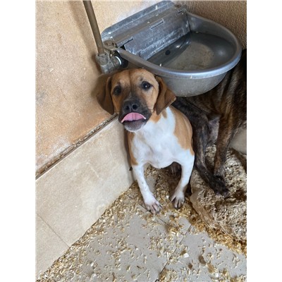 COMUNE DI ALVIGNANO - Cane - Microchip 380260044861911