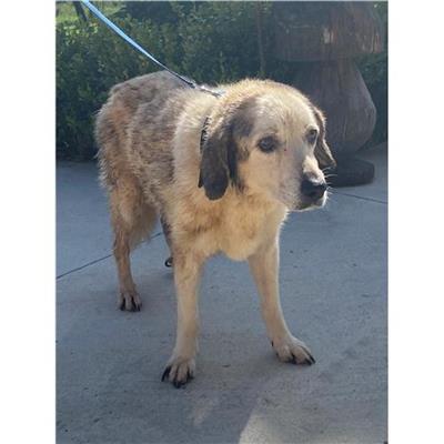 COMUNE DI ALVIGNANO - Cane - Microchip 380260010288255