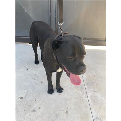 COMUNE DI ALVIGNANO - Cane - Microchip 380260044262950