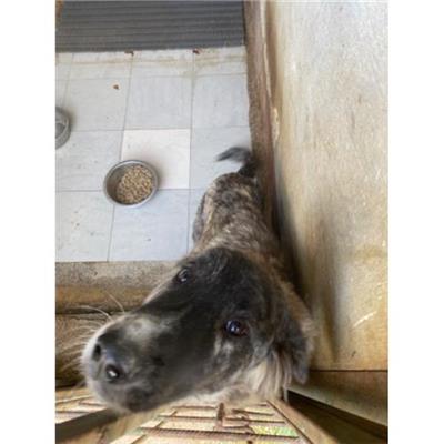 COMUNE DI ALVIGNANO - Cane - Microchip 380260044661388