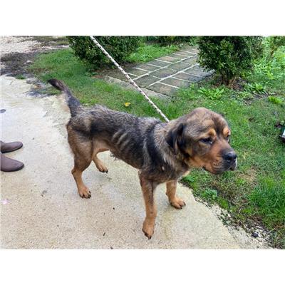 COMUNE DI ALVIGNANO - Cane - Microchip 380260044830448