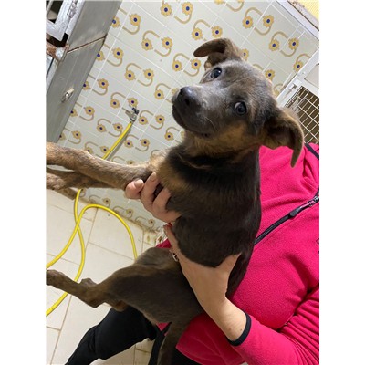 COMUNE DI DRAGONI - Cane - Microchip 380260044861314