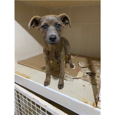 COMUNE DI DRAGONI - Cane - Microchip 380260044861380