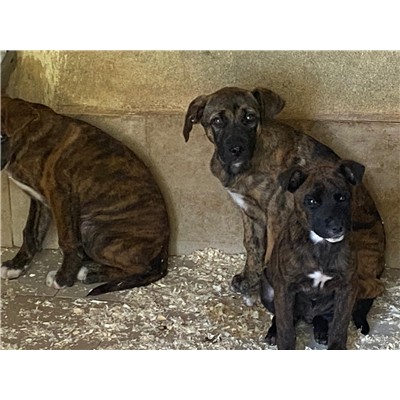 COMUNE DI SAN POTITO SANNITICO - 380260045111929