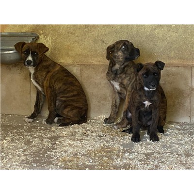 COMUNE DI SAN POTITO SANNITICO - 380260045135933