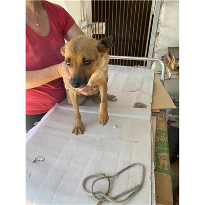 COMUNE DI DRAGONI - Cane - Microchip 380260045140875