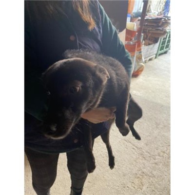 COMUNE DI DRAGONI - Cane - Microchip 380260044865518