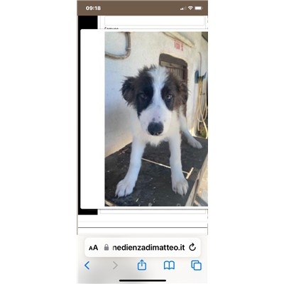 COMUNE DI ALVIGNANO - Cane - Microchip 380260045116100