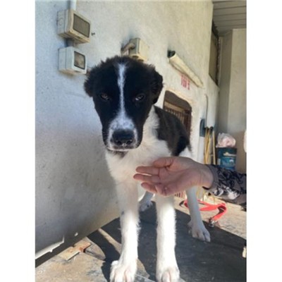 COMUNE DI ALVIGNANO - Cane - Microchip 380260045133856