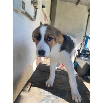 COMUNE DI ALVIGNANO - Cane - Microchip 380260045111762