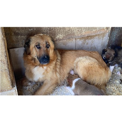 COMUNE DI ALVIGNANO - Cane - Microchip 380260045111913
