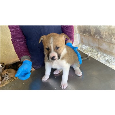 COMUNE DI ALVIGNANO - Cane - Microchip 380260045133368
