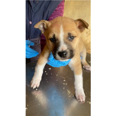 COMUNE DI ALVIGNANO - Cane - Microchip 380260045111487