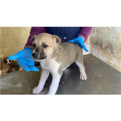 COMUNE DI ALVIGNANO - Cane - Microchip 380260045112232