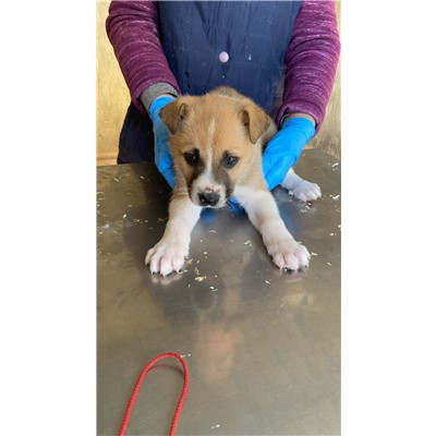 COMUNE DI ALVIGNANO - Cane - Microchip 380260045107670