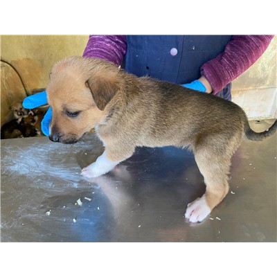 COMUNE DI ALVIGNANO - Cane - Microchip 380260045133907