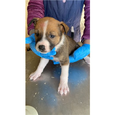 COMUNE DI ALVIGNANO - Cane - Microchip 380260045133322