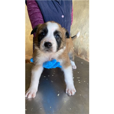 COMUNE DI ALVIGNANO - Cane - Microchip 380260045133547