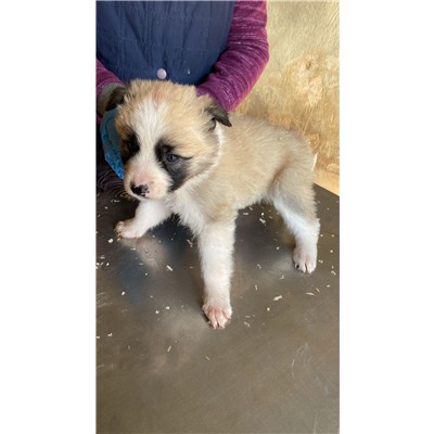 COMUNE DI ALVIGNANO - Cane - Microchip 380260045134051