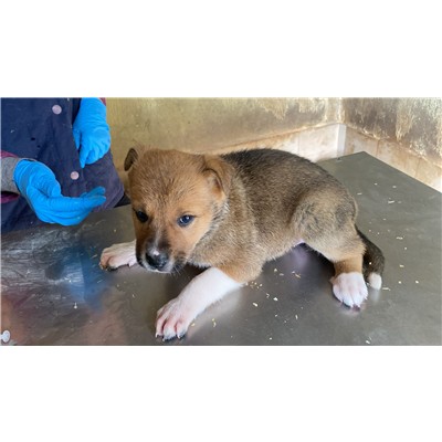 COMUNE DI ALVIGNANO - Cane - Microchip 380260045133490