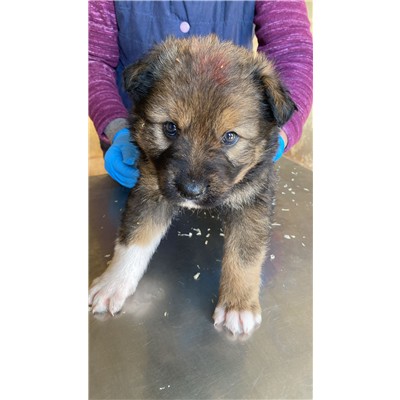COMUNE DI ALVIGNANO - Cane - Microchip 380260045129498