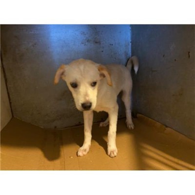 COMUNE DI ALVIGNANO - Cane - Microchip 380260170378991