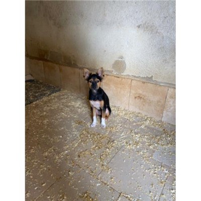 COMUNE DI ALVIGNANO - Cane - Microchip 380260170378998