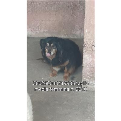 COMUNE DI DRAGONI - 380260040419985