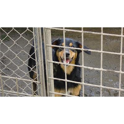 COMUNE DI ALVIGNANO - 380260010165141