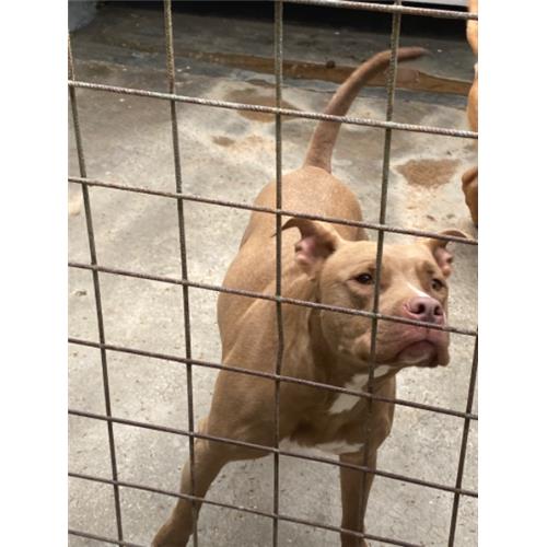 COMUNE DI ALVIGNANO - Cane - Microchip 380260110060968