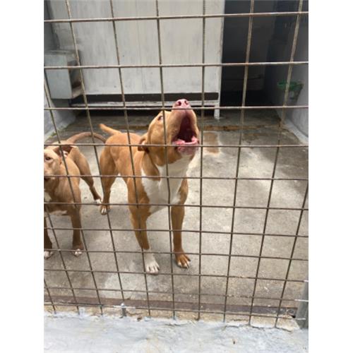 COMUNE DI ALVIGNANO - Cane - Microchip 380260044870991
